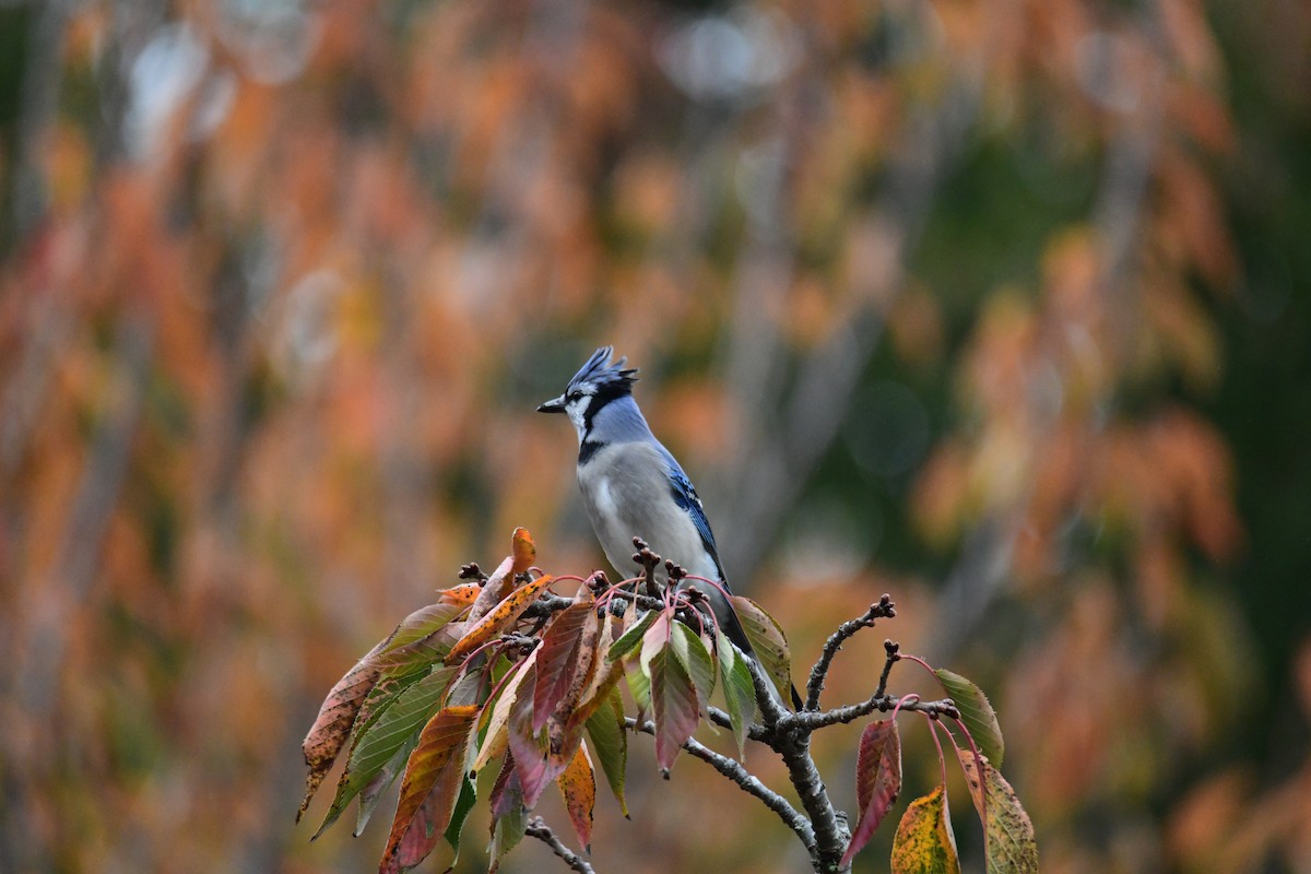 Blue Jay - ML646287833