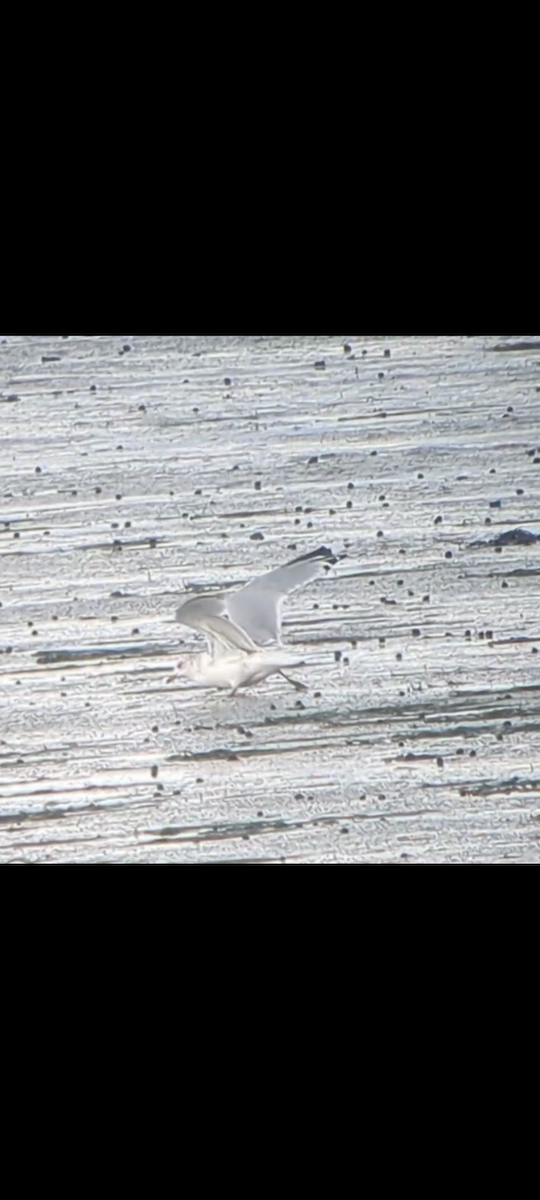 Ring-billed Gull - ML646287834