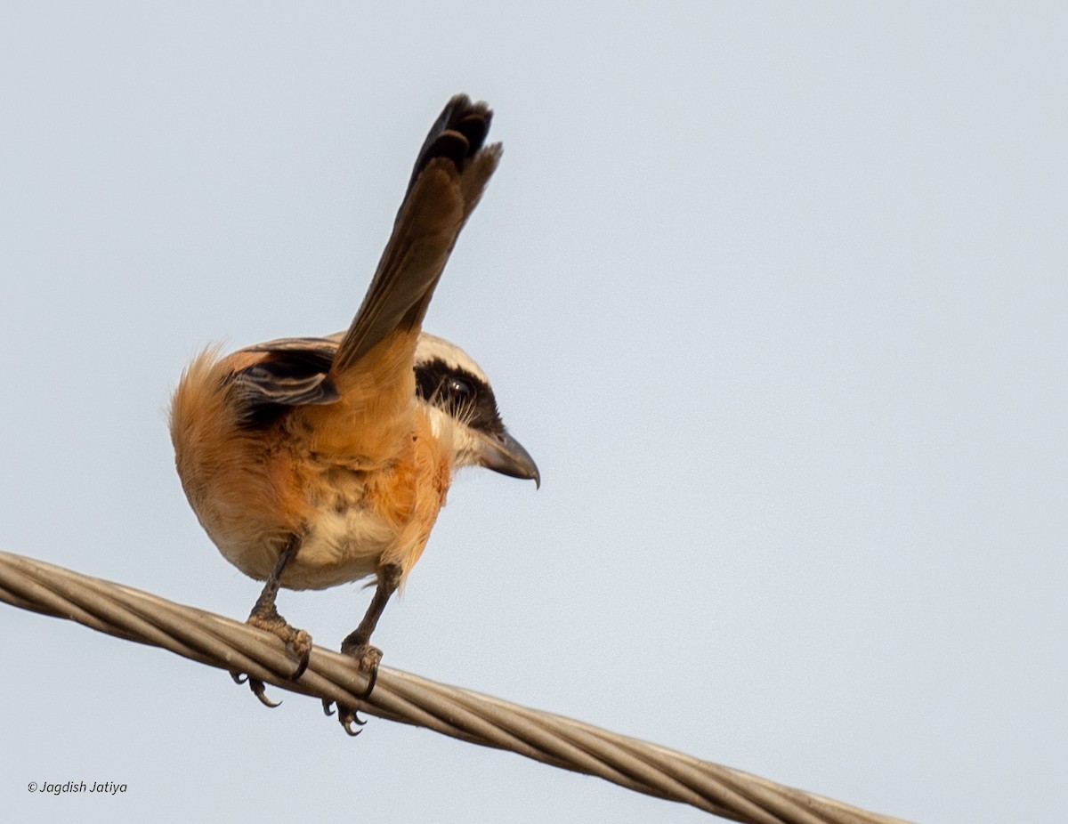 Long-tailed Shrike - ML646287835