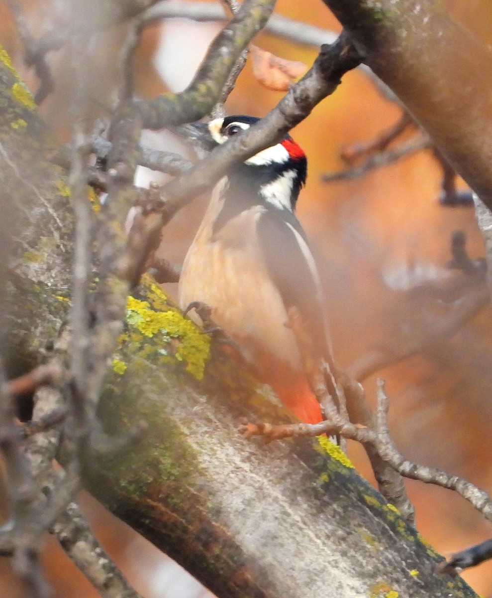 Great Spotted Woodpecker - ML646287836