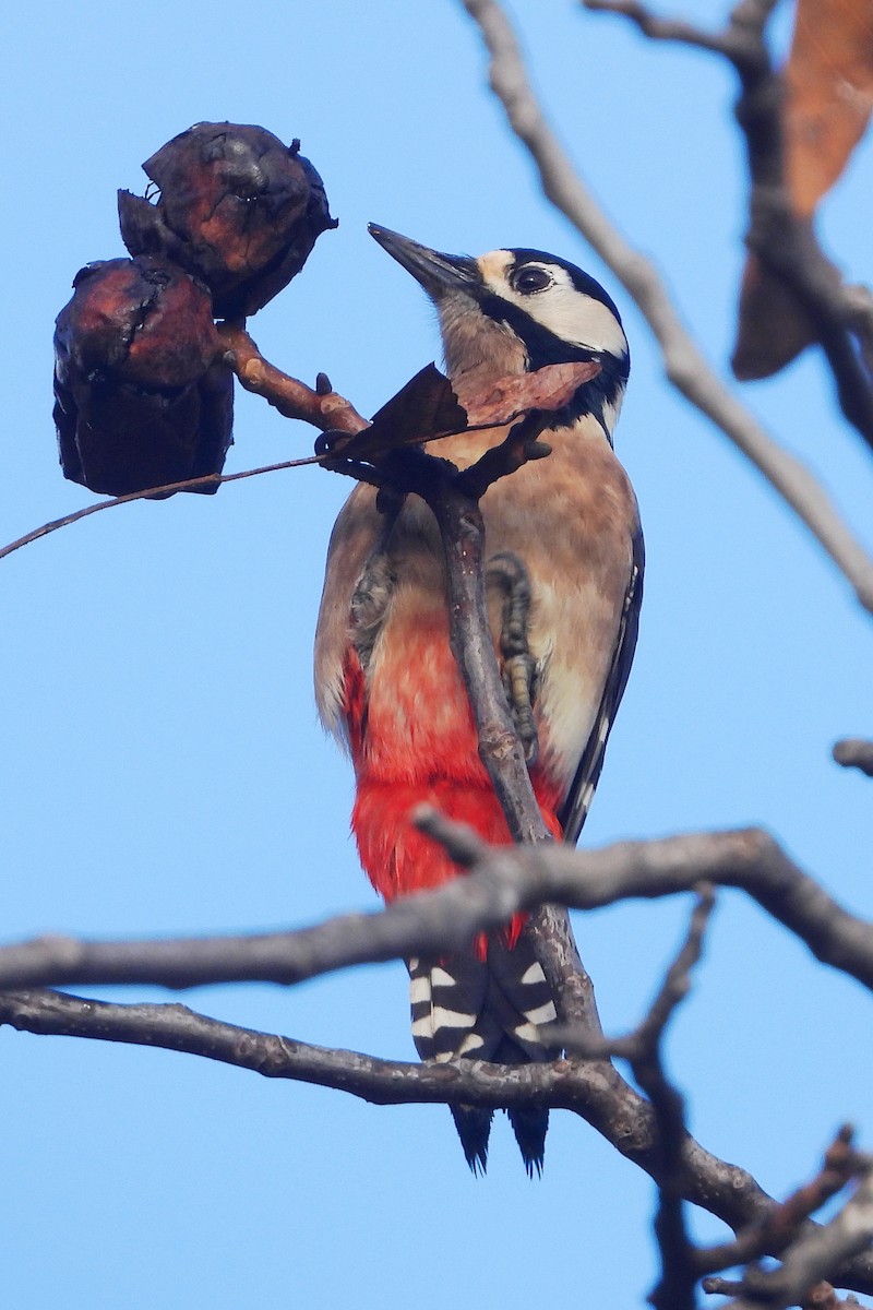 Great Spotted Woodpecker - ML646287837