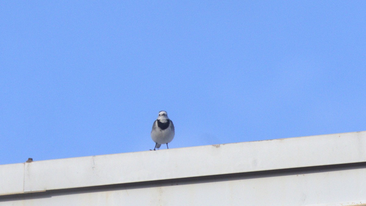 White Wagtail - ML646287838