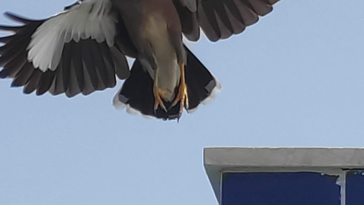 Common Myna - ML646287839