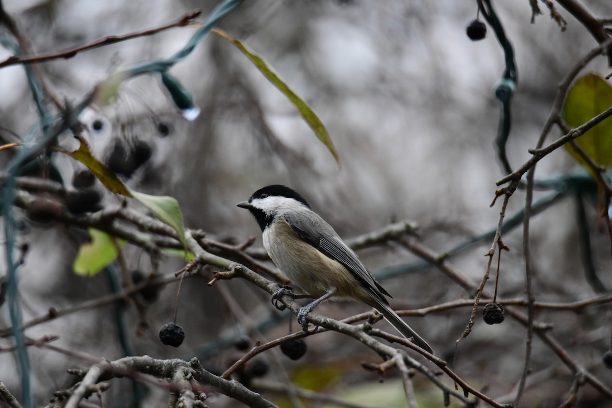 Carolina Chickadee - ML646287840