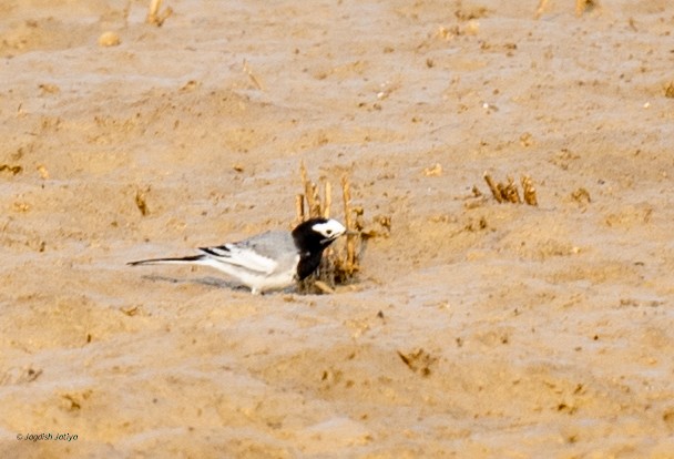 White Wagtail - ML646287841