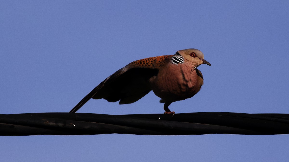 European Turtle-Dove - ML646287842