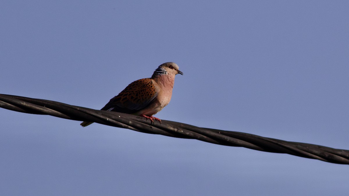 European Turtle-Dove - ML646287843