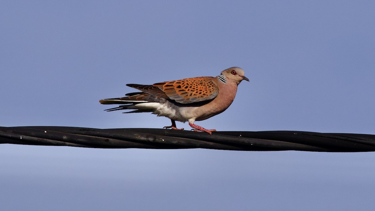 European Turtle-Dove - ML646287844