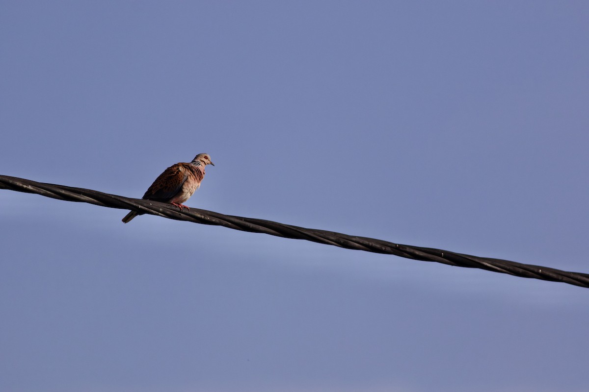 European Turtle-Dove - ML646287845