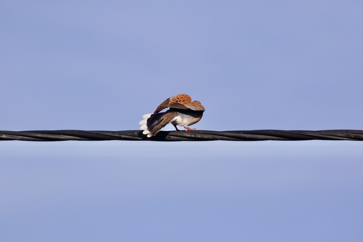 European Turtle-Dove - ML646287846