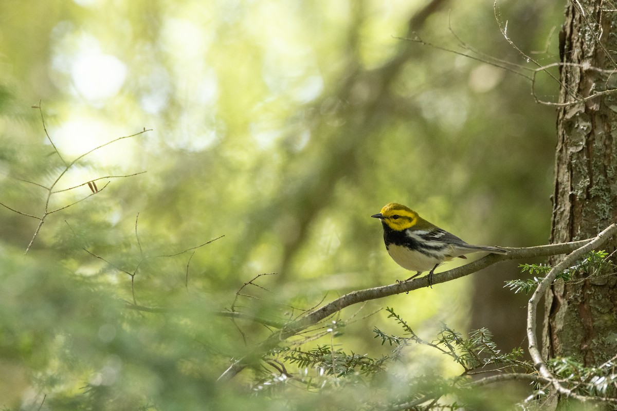 Black-throated Green Warbler - ML646287854