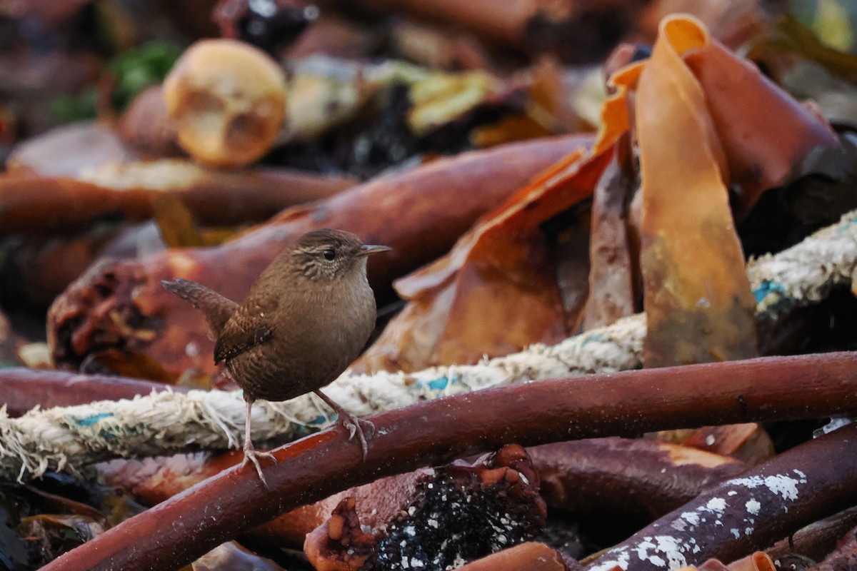 Zaunkönig - ML646287855