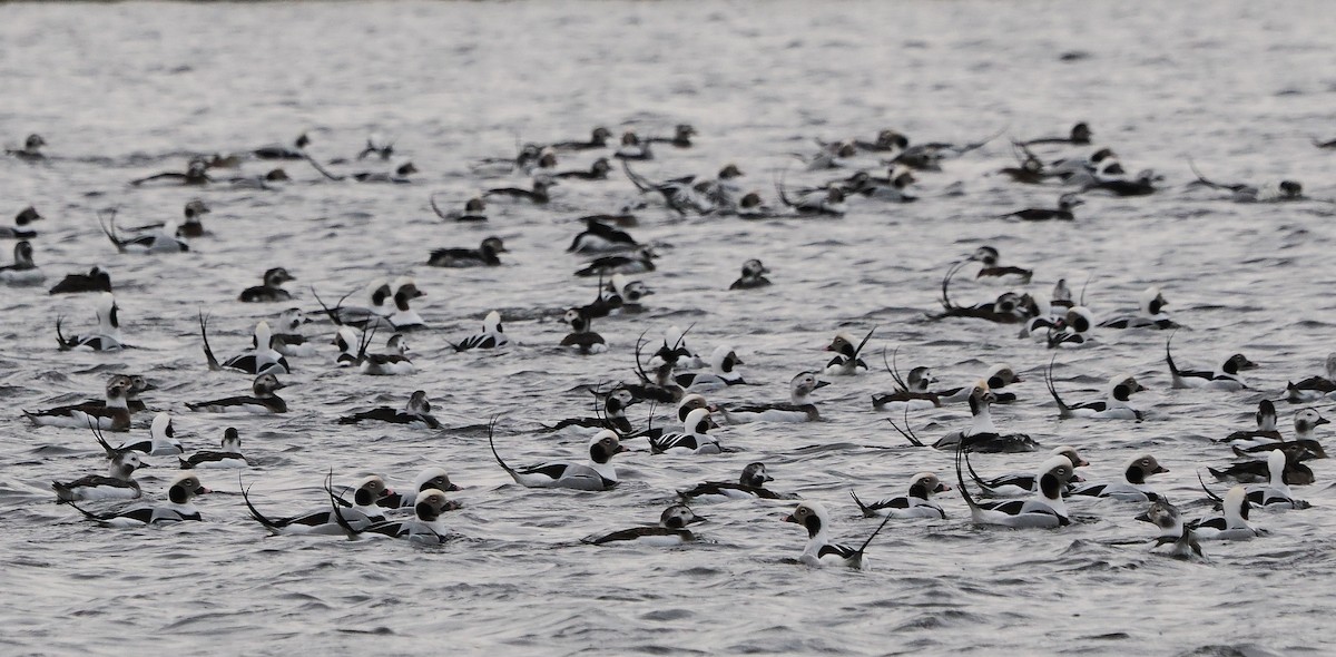 Eisente - ML646287858