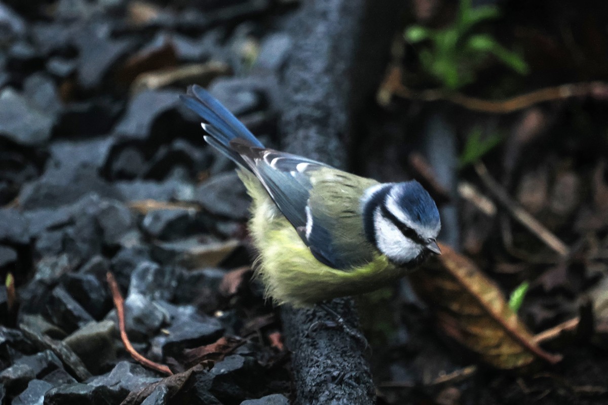 Blaumeise - ML646287860