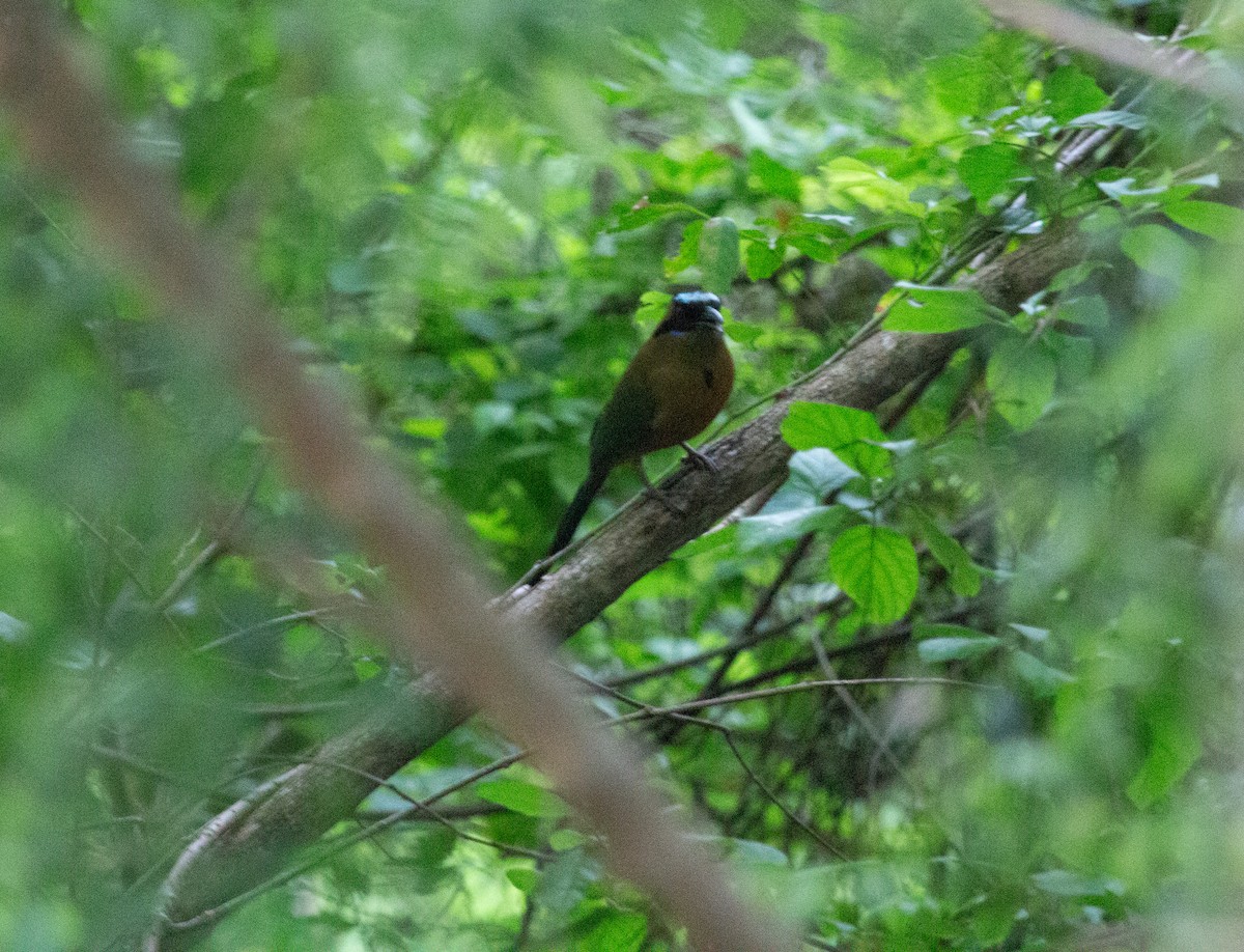 ナキハチクイモドキ - ML646287861