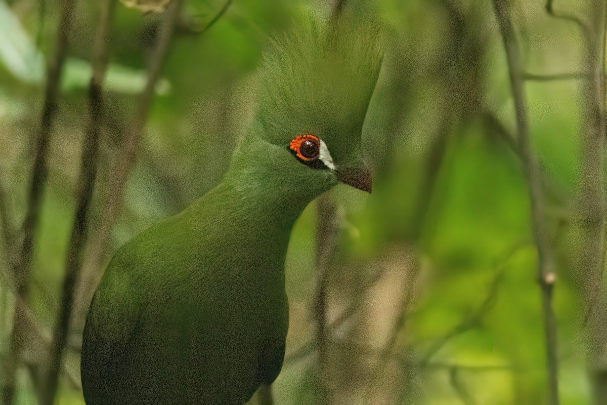 ギニアエボシドリ - ML646287865