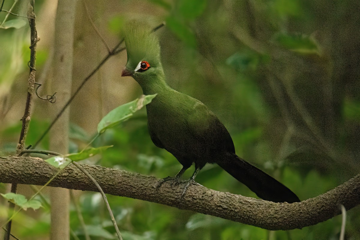 ギニアエボシドリ - ML646287867