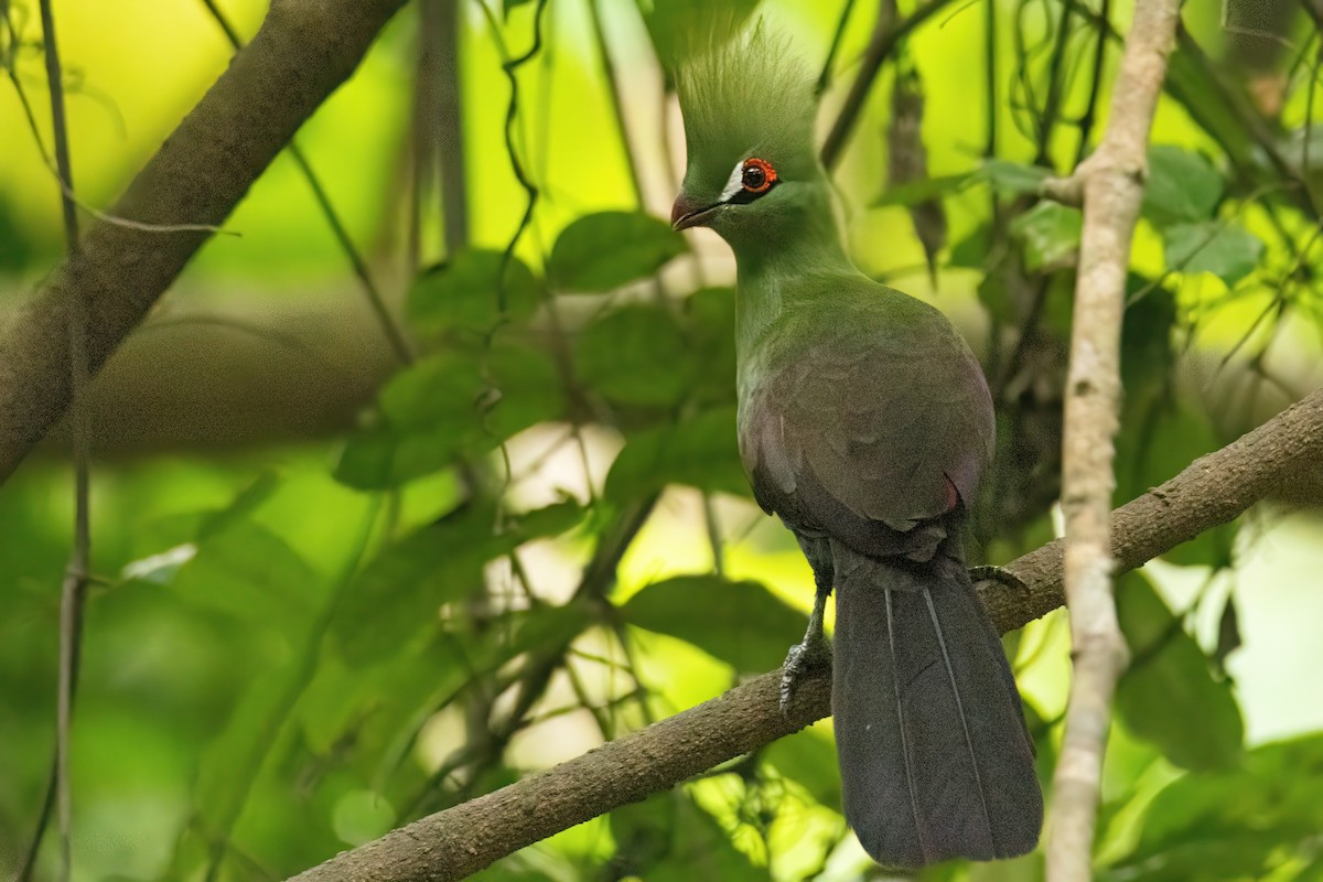 ギニアエボシドリ - ML646287868