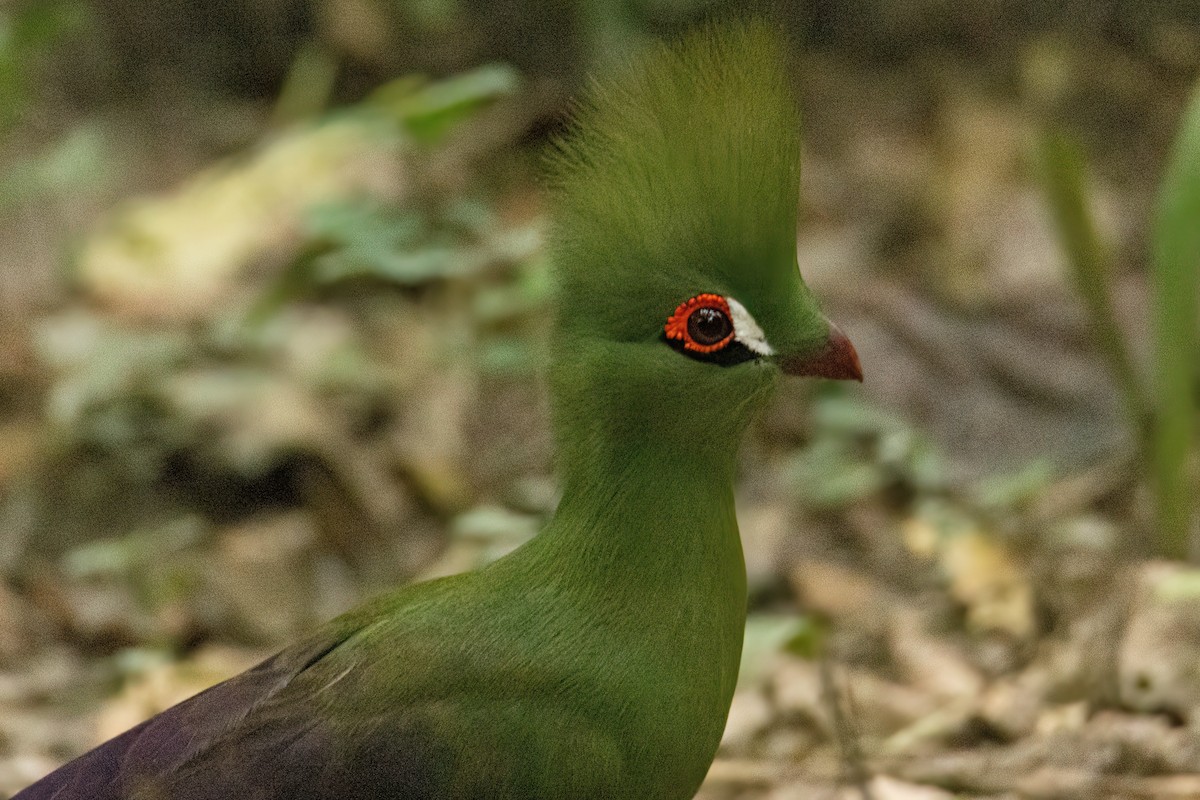 ギニアエボシドリ - ML646287869