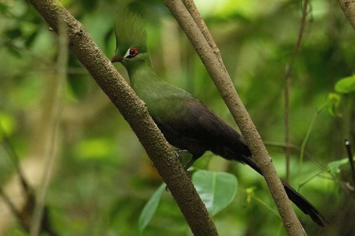 ギニアエボシドリ - ML646287870