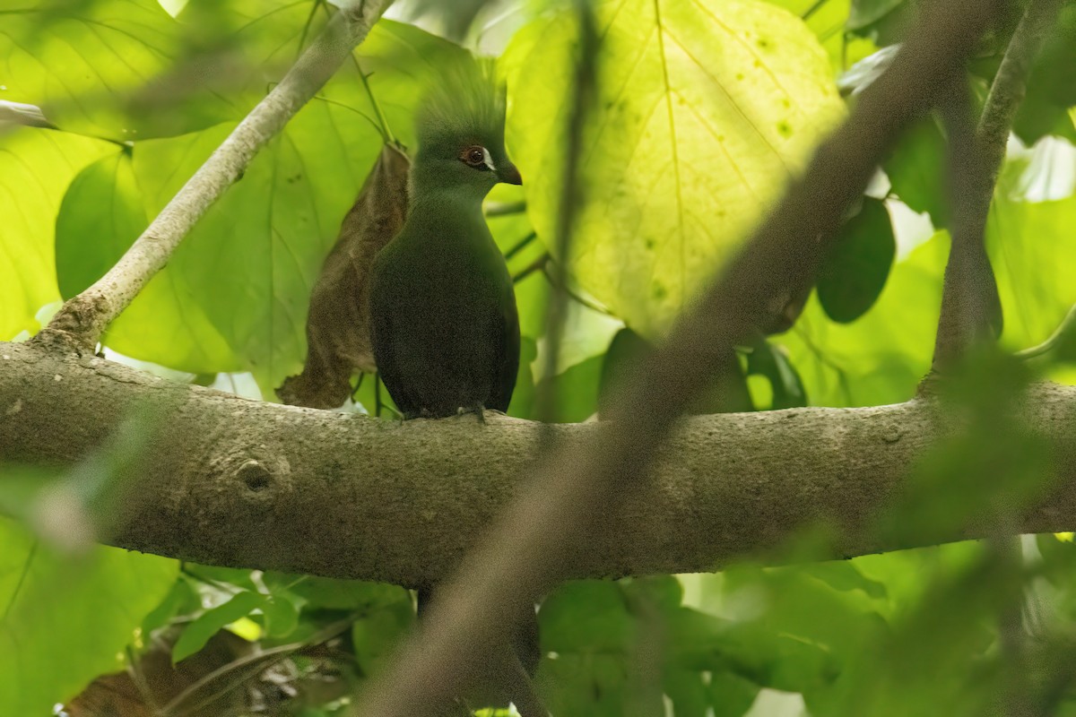 ギニアエボシドリ - ML646287871