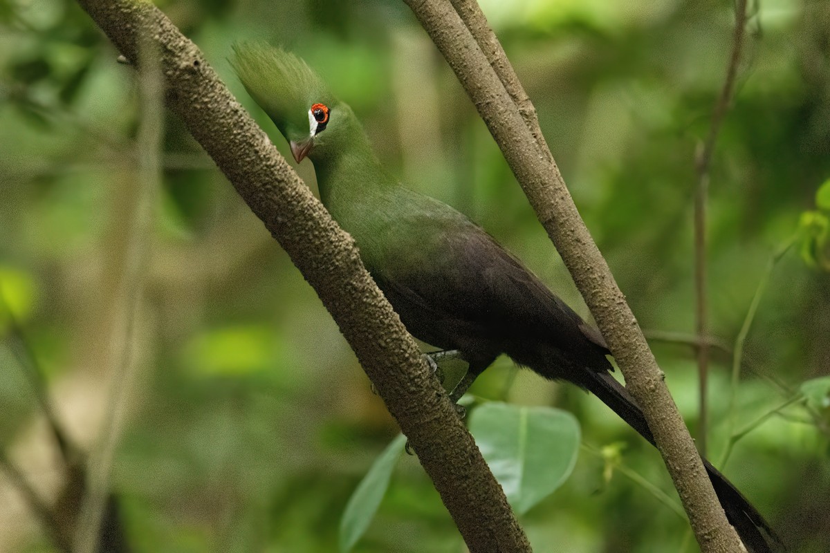 ギニアエボシドリ - ML646287872