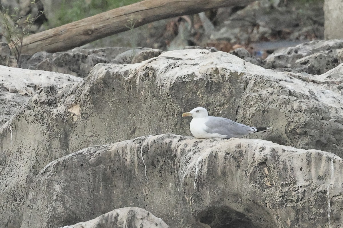 Larus sp. - ML646287878