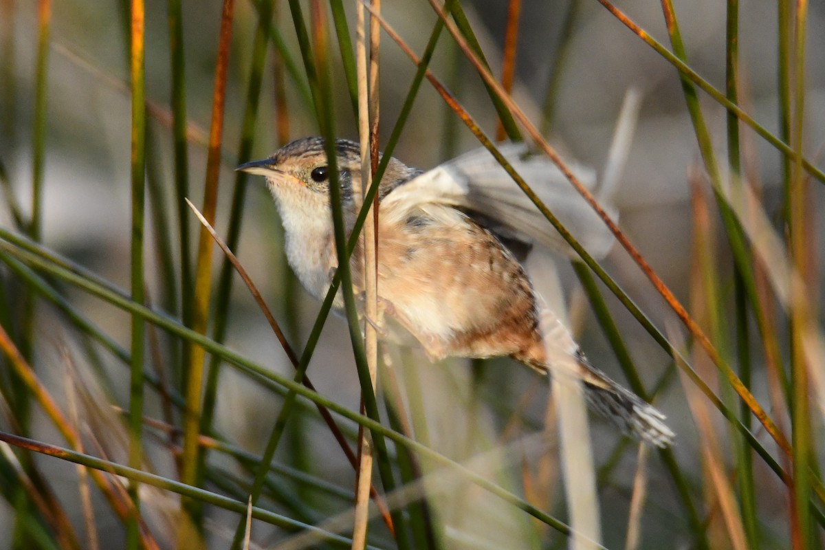 Sedge Wren - ML646287882