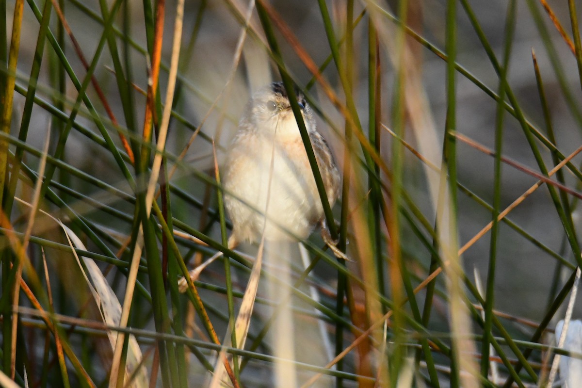 Sedge Wren - ML646287883