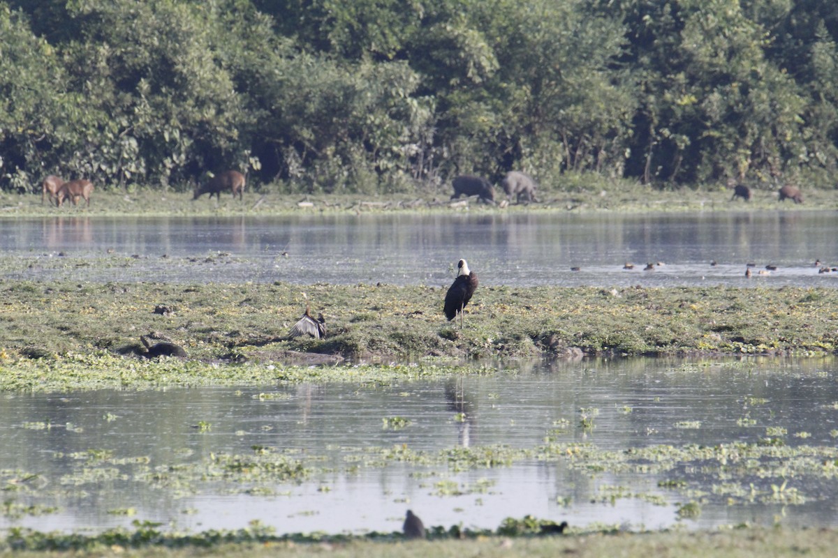 Asian Woolly-necked Stork - ML646287884