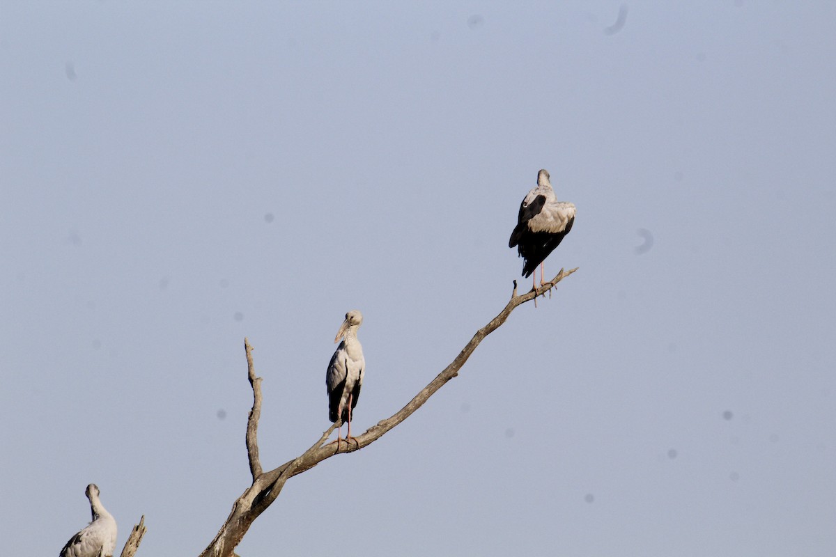 スキハシコウ - ML646287887