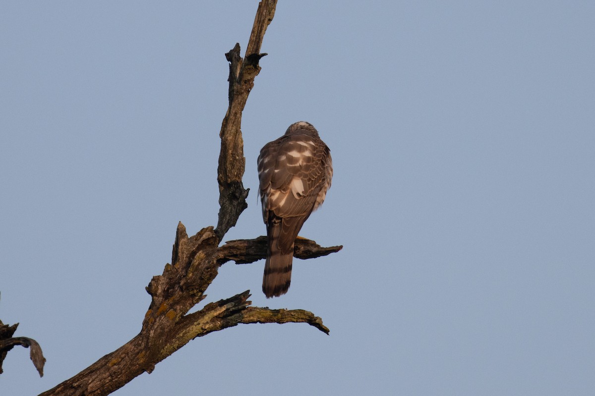 タカサゴダカ - ML646287888