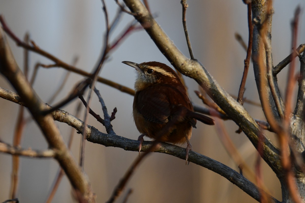 チャバラマユミソサザイ - ML646287889