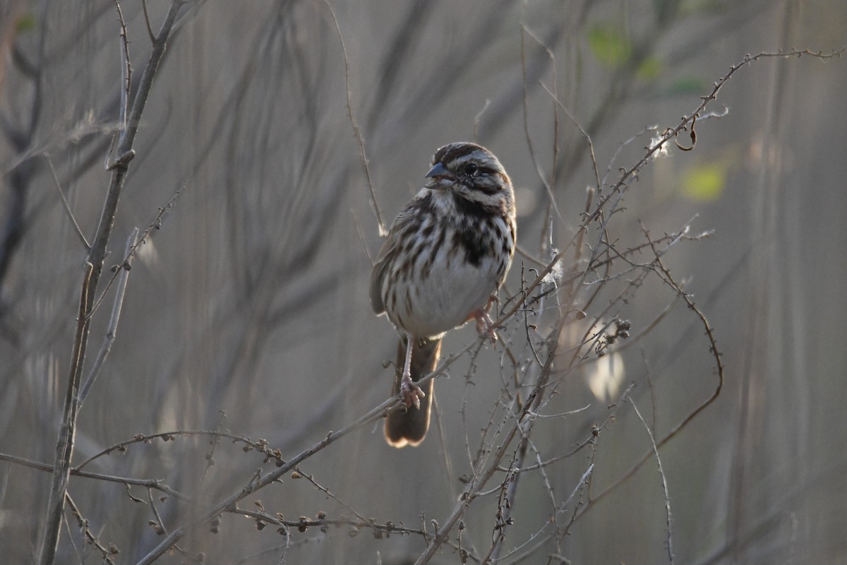 ウタスズメ - ML646287891
