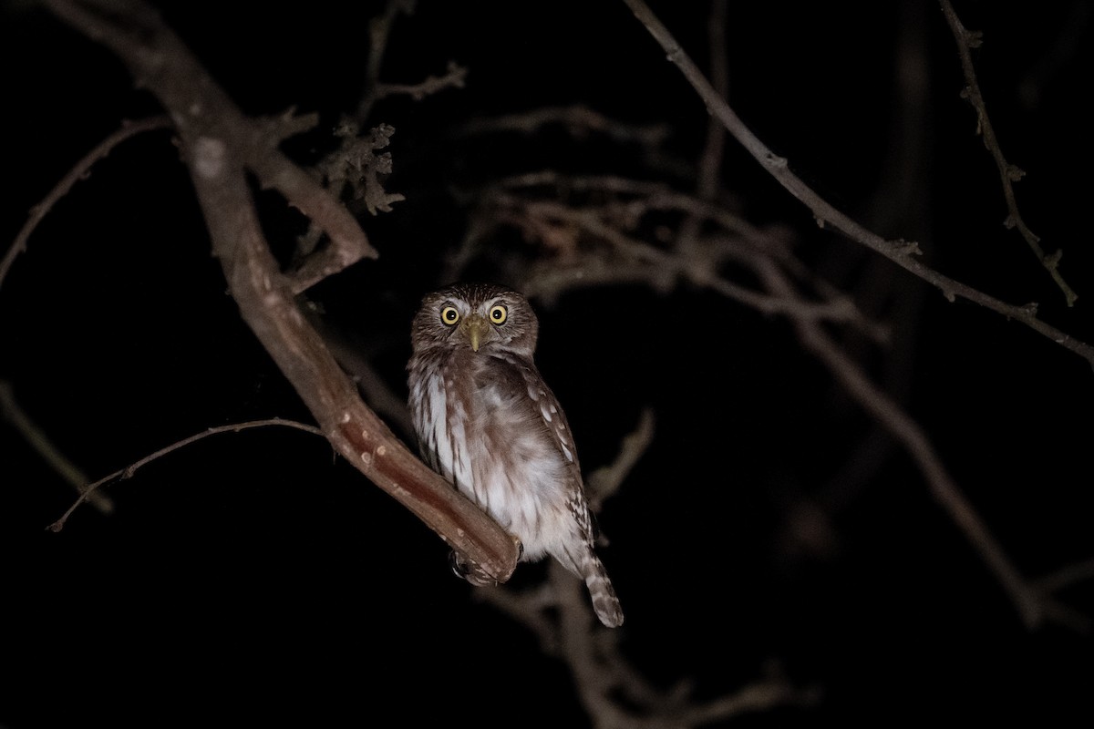 アカスズメフクロウ（brasilianum グループ） - ML646287892