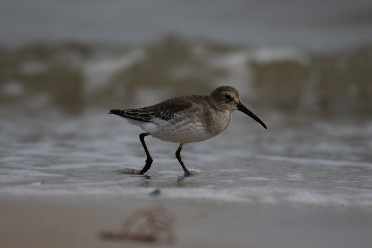 ハマシギ - ML646287894