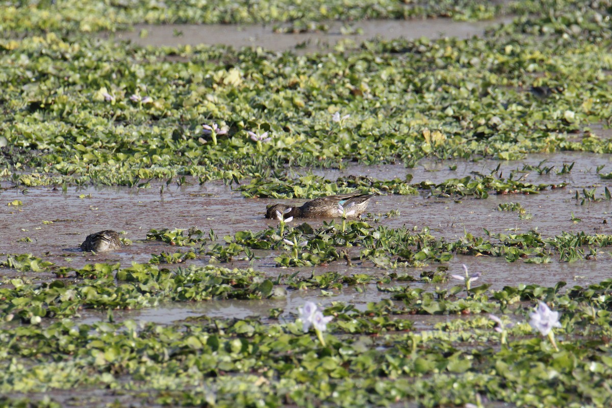 コガモ - ML646287895