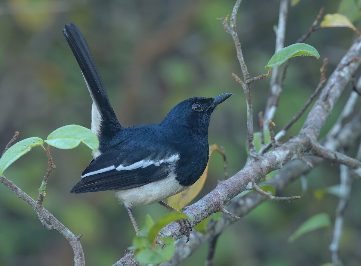 シキチョウ - ML646287896