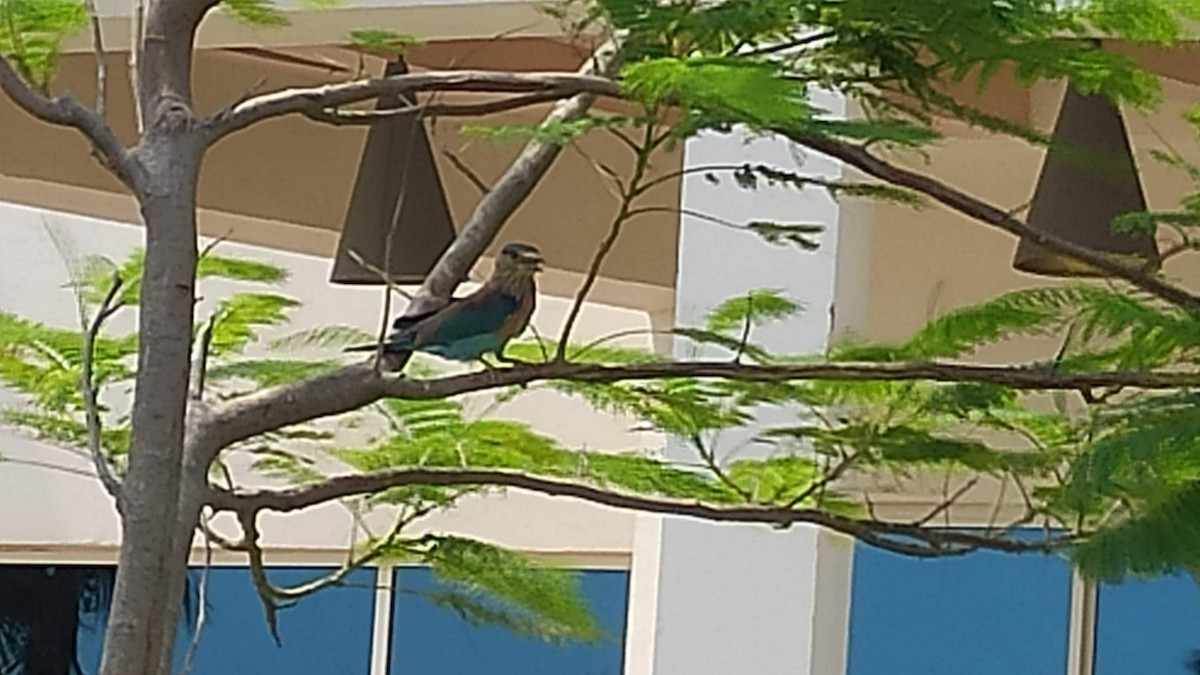 インドブッポウソウ - ML646287901