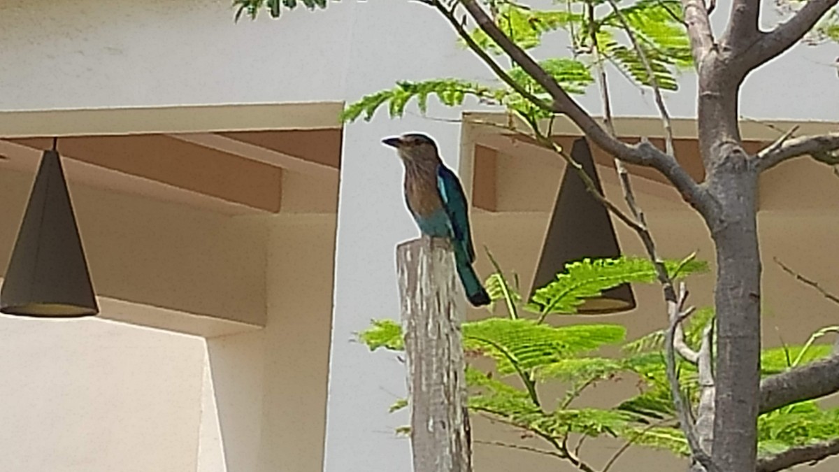 インドブッポウソウ - ML646287902