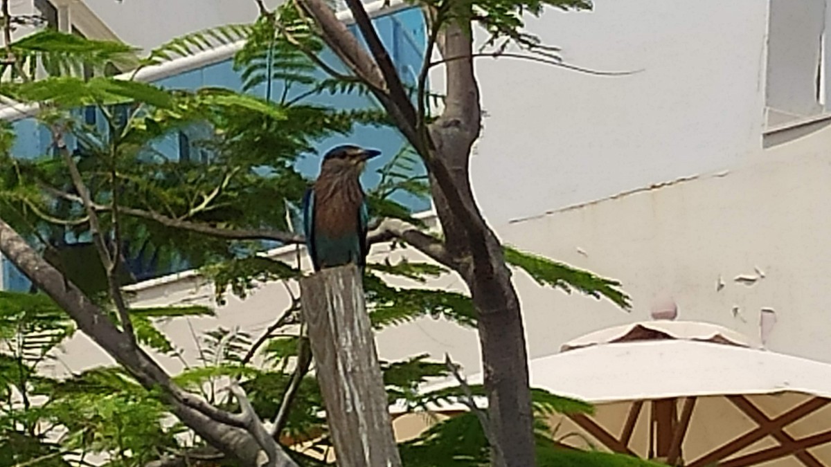 インドブッポウソウ - ML646287903