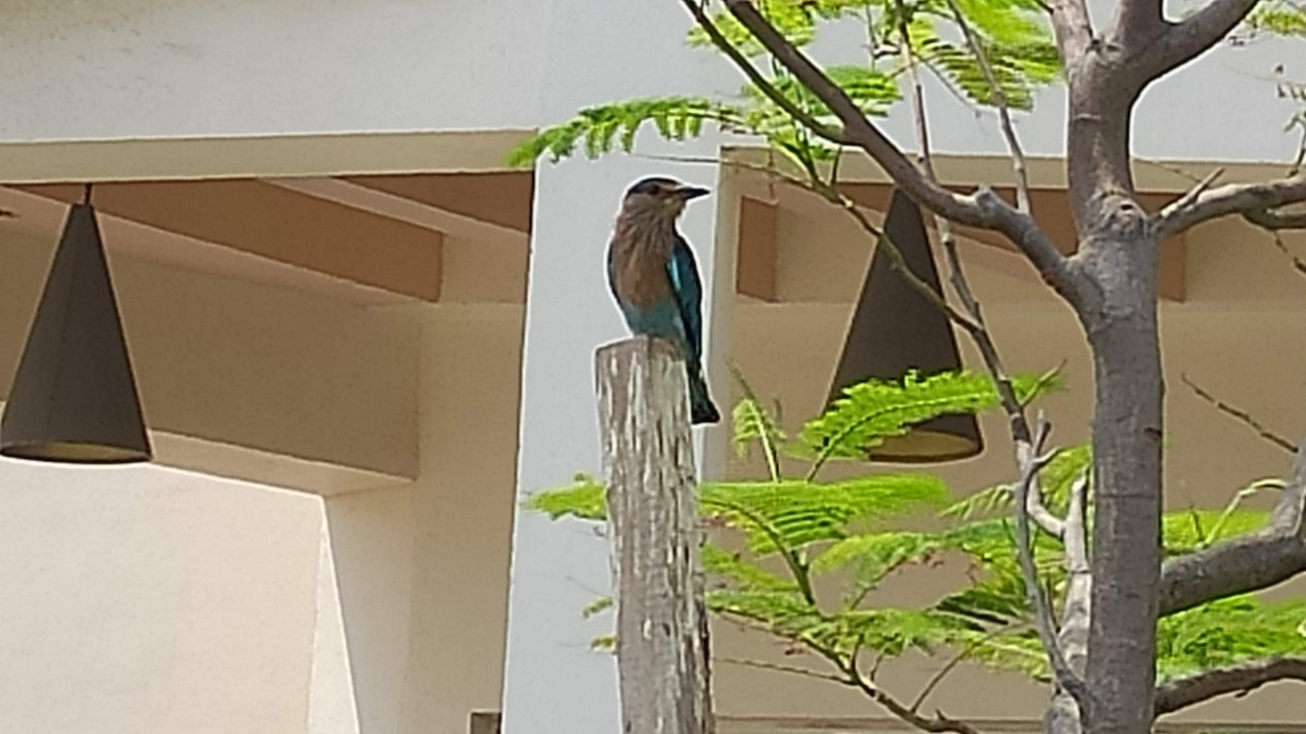 インドブッポウソウ - ML646287904