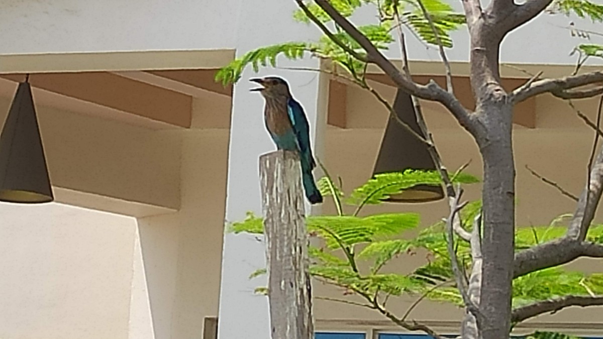 インドブッポウソウ - ML646287905