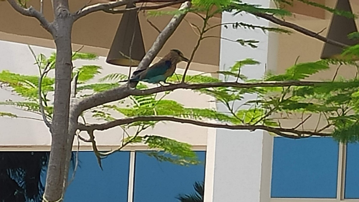 インドブッポウソウ - ML646287906