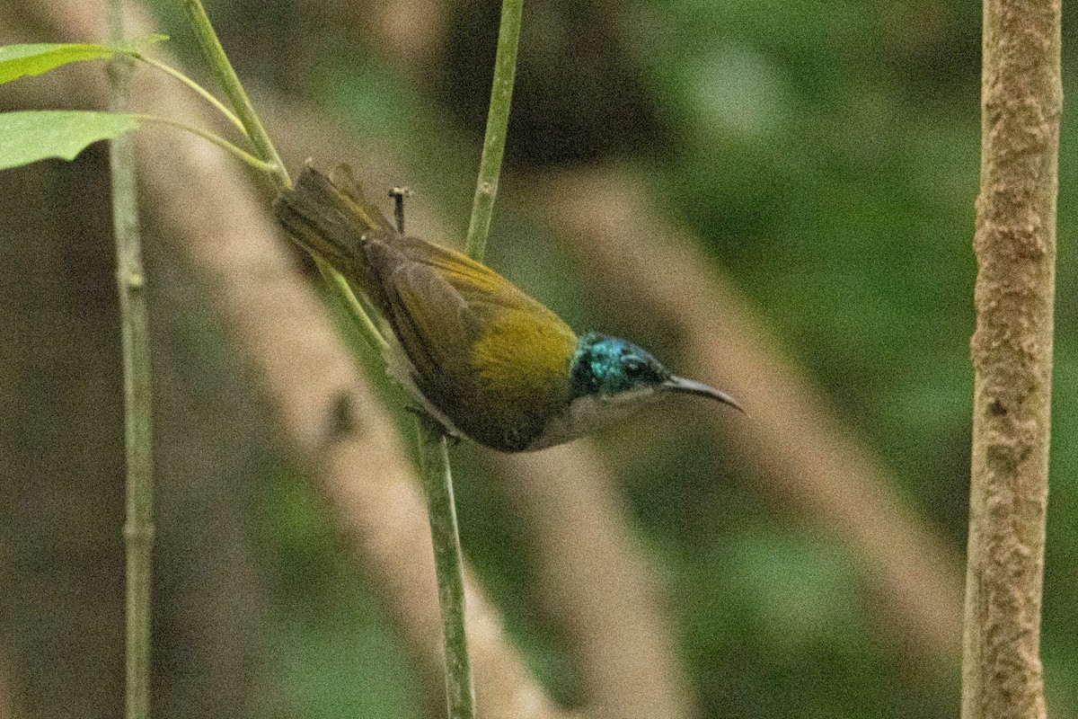 Green-headed Sunbird - ML646287910