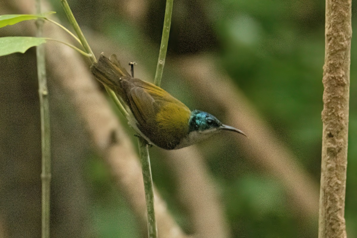 Green-headed Sunbird - ML646287911