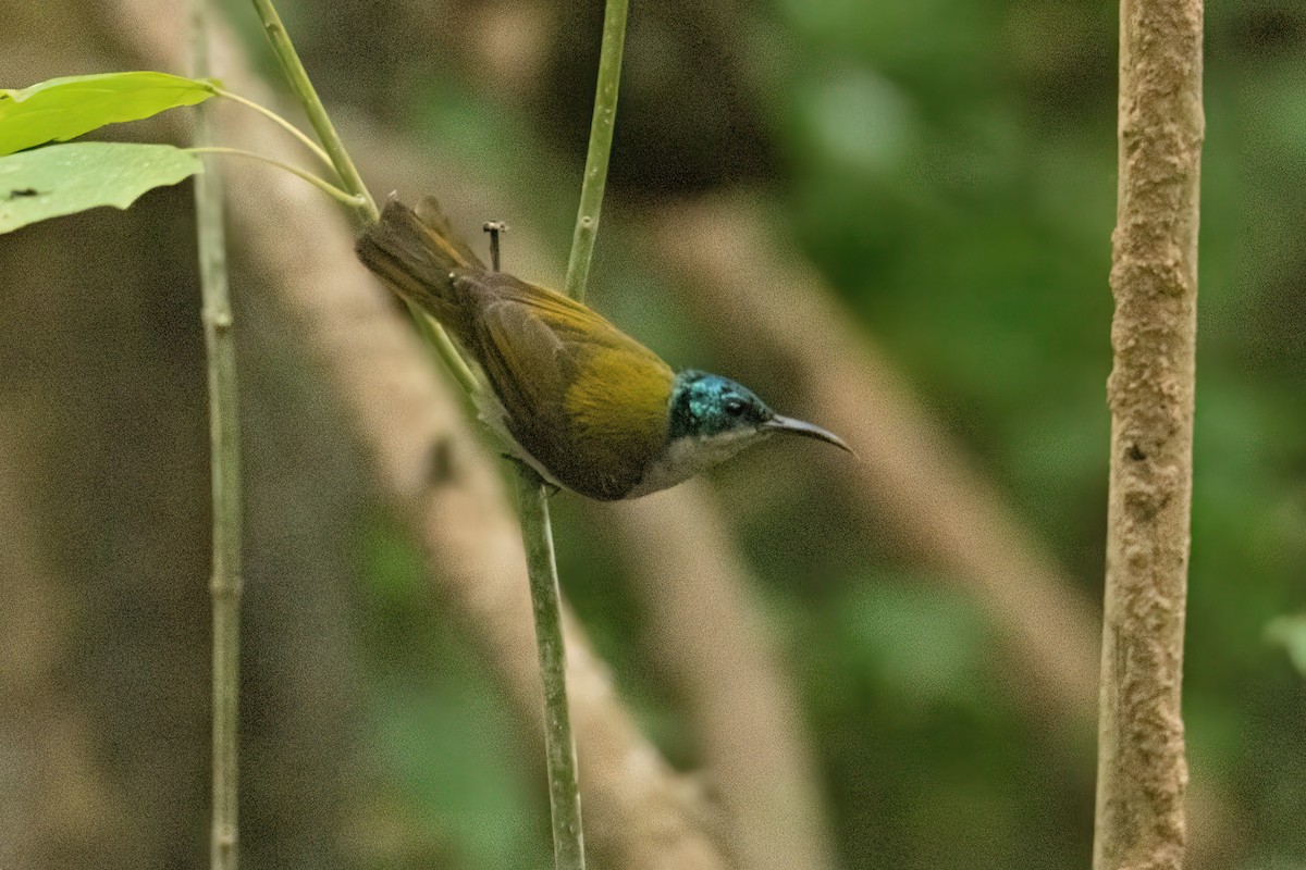 Green-headed Sunbird - ML646287912