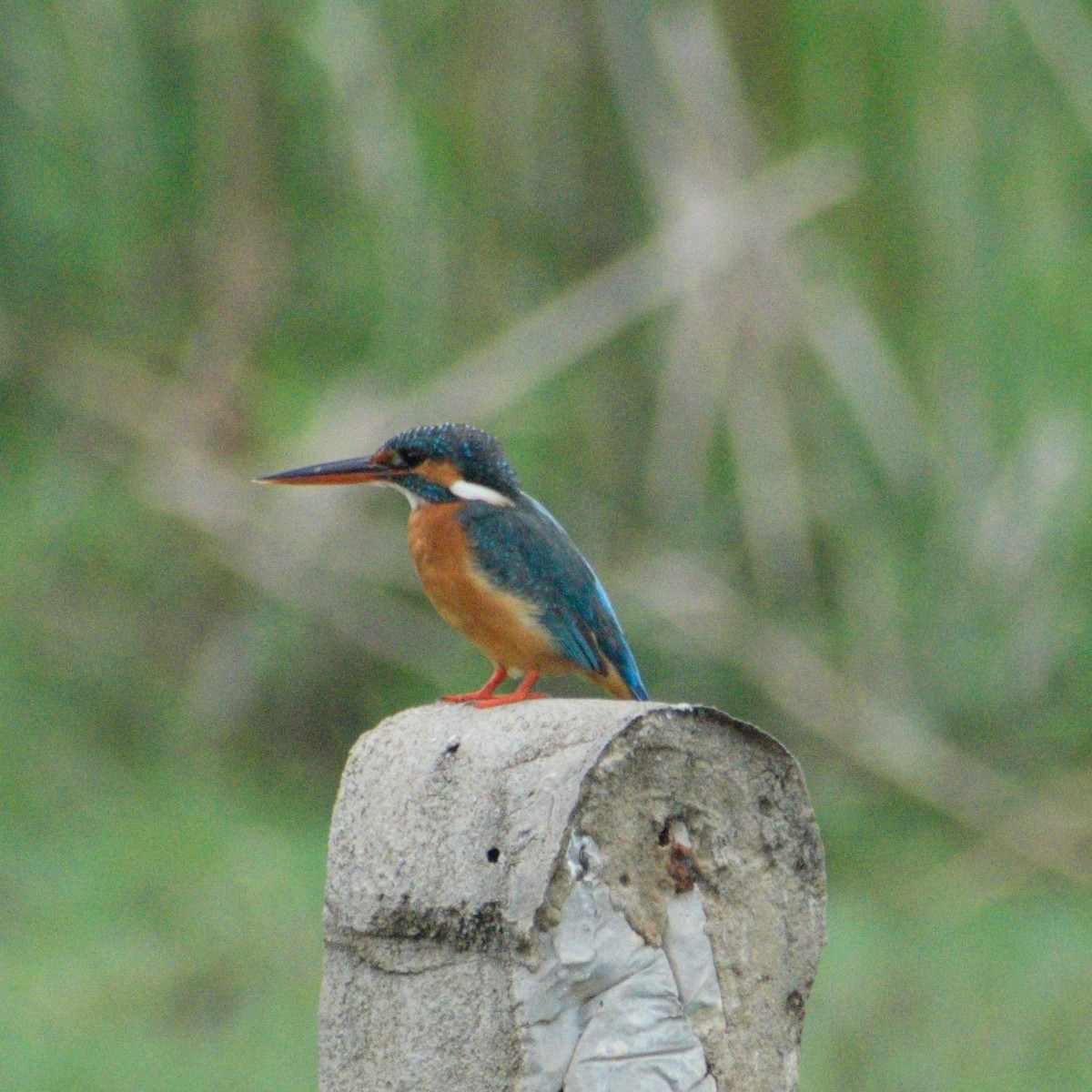 Common Kingfisher - ML646287926