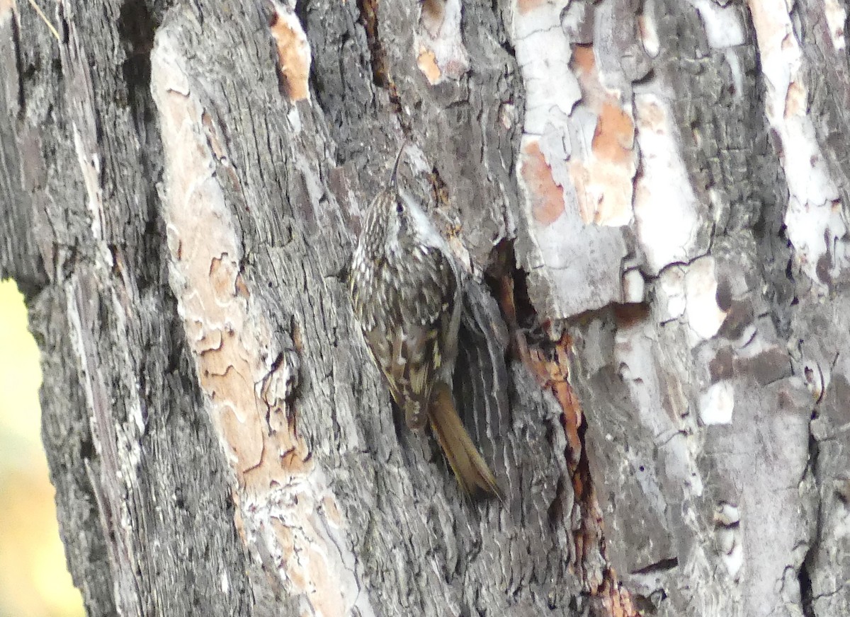 Short-toed Treecreeper - ML646287928