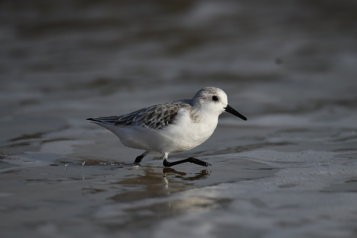 Sanderling - ML646287930